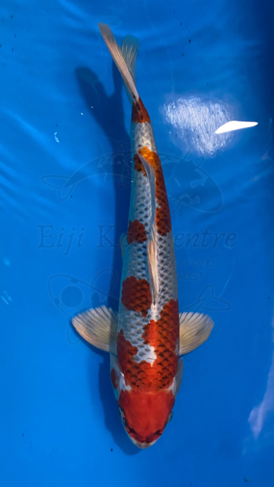 Red Kujaku