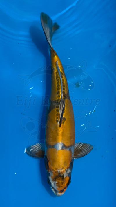 Yellow Kikokuryu