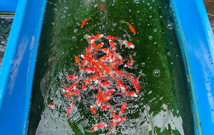 Kolam A3