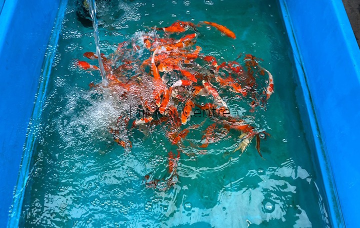 blog