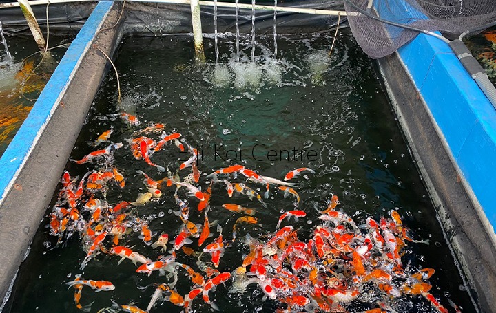 blog